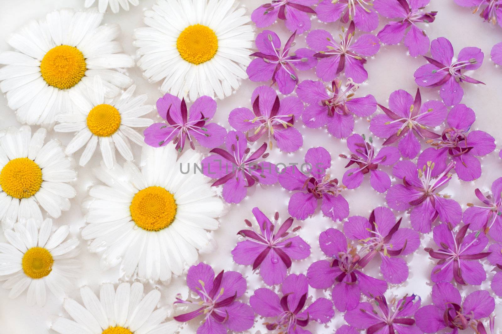Daisywheels and violet flower sail in water