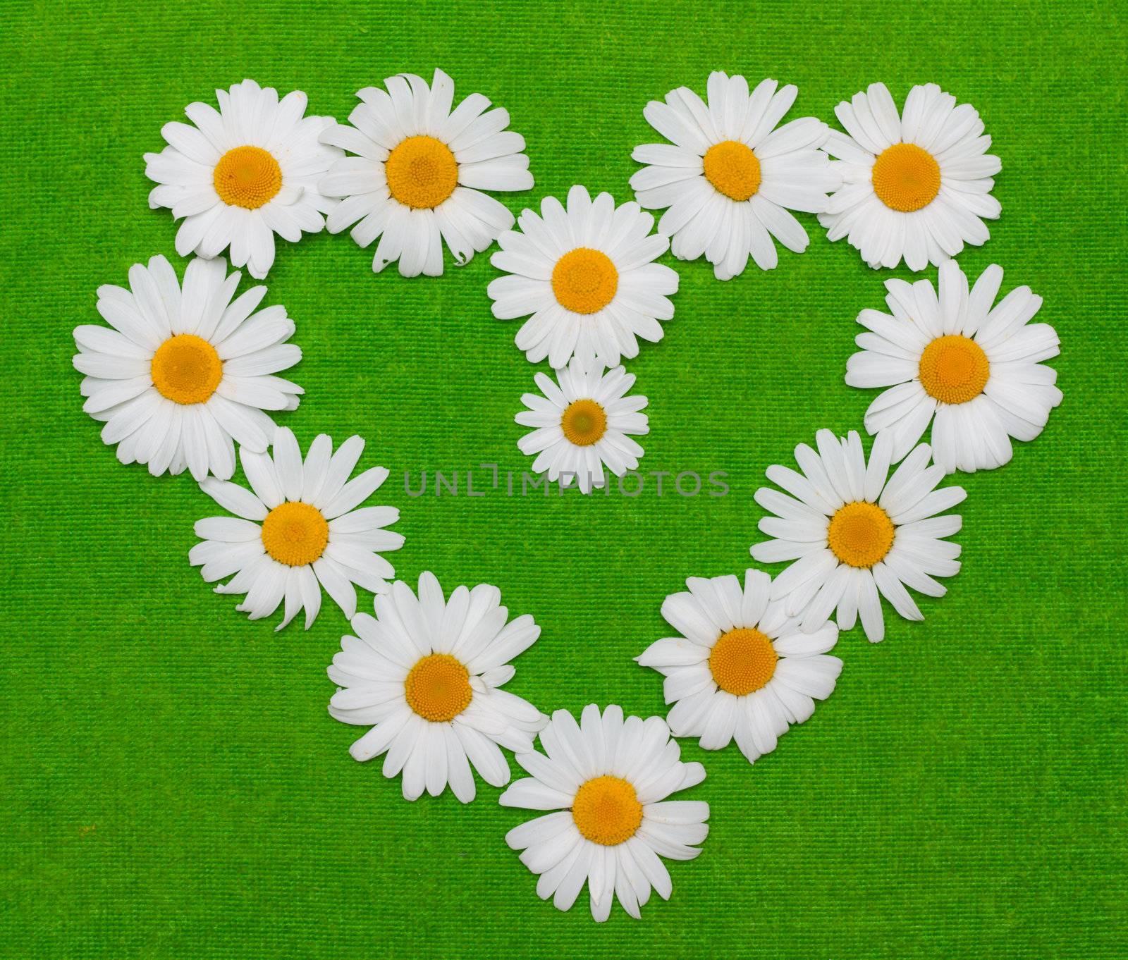 Flowerses of the camomile are put by figure in form heart on green background