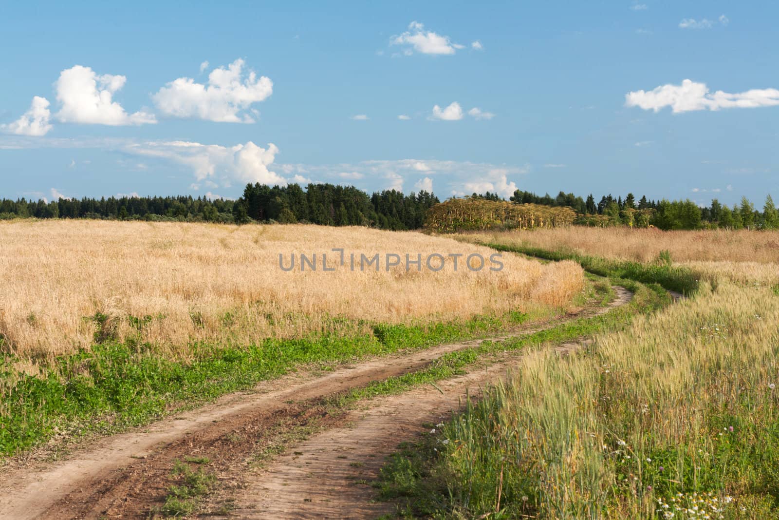 Landscape road in field of the wheat on background sky with cloud