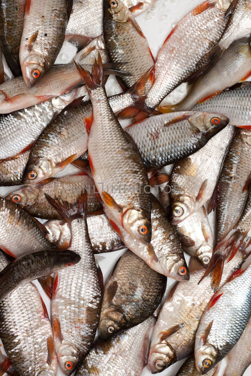 Cheese fish in scales is put by background