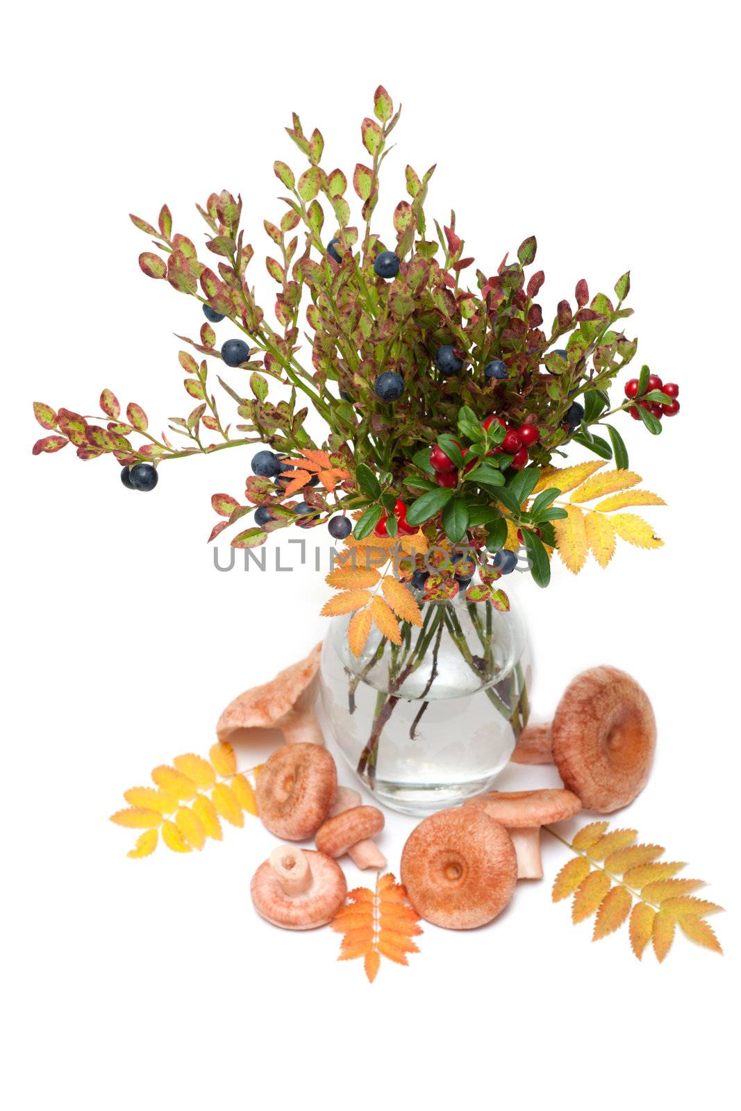 Branches of the whortleberry and cowberries in transparent vase, mushrooms