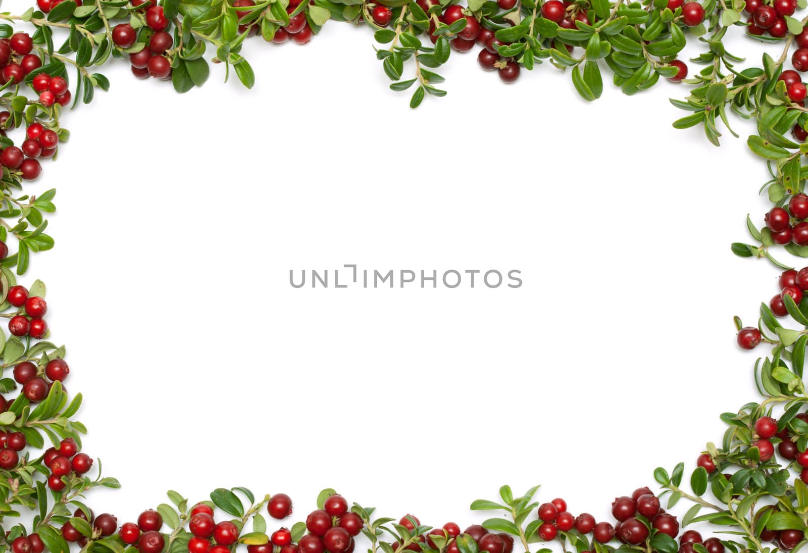 Frame from sheet and fruit of the cowberry on white background