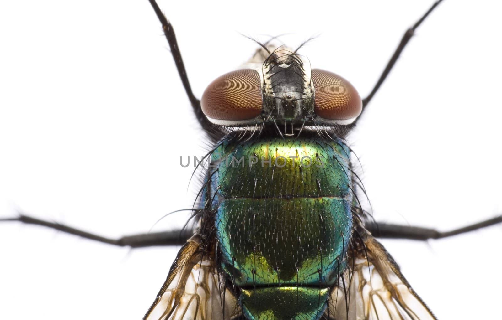 iridescent house fly in close up on light background from above. Head and torso.  Neue Zeilen.