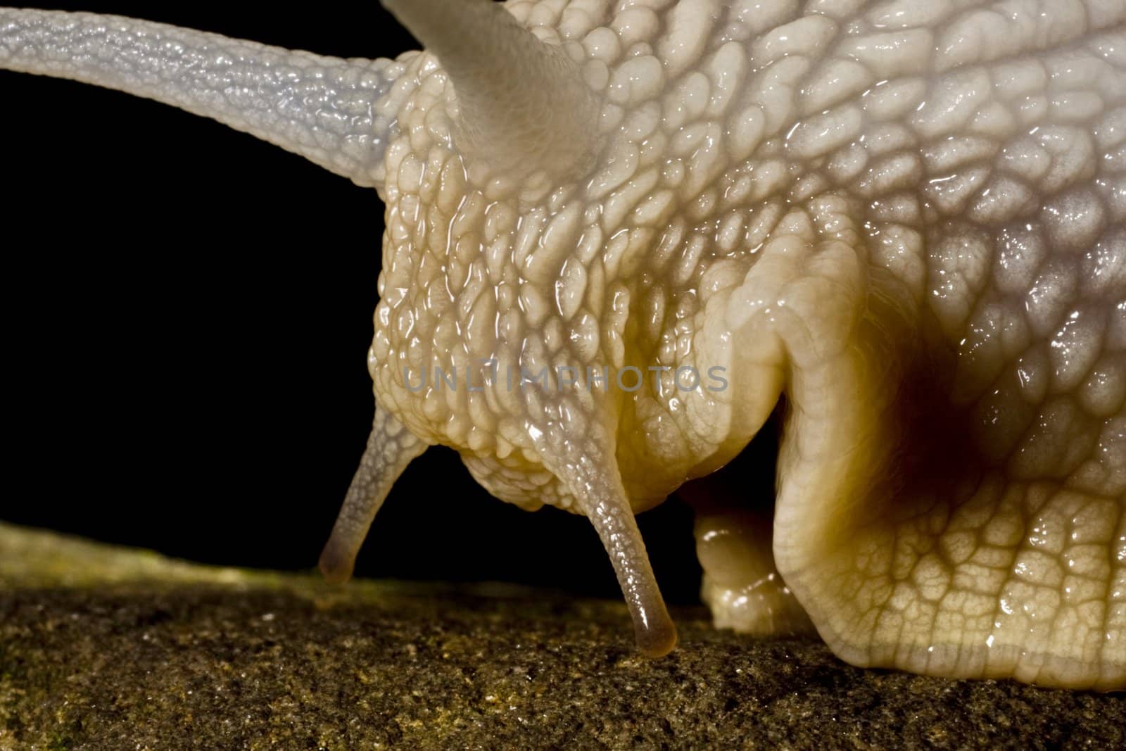 head of snail, close-up view