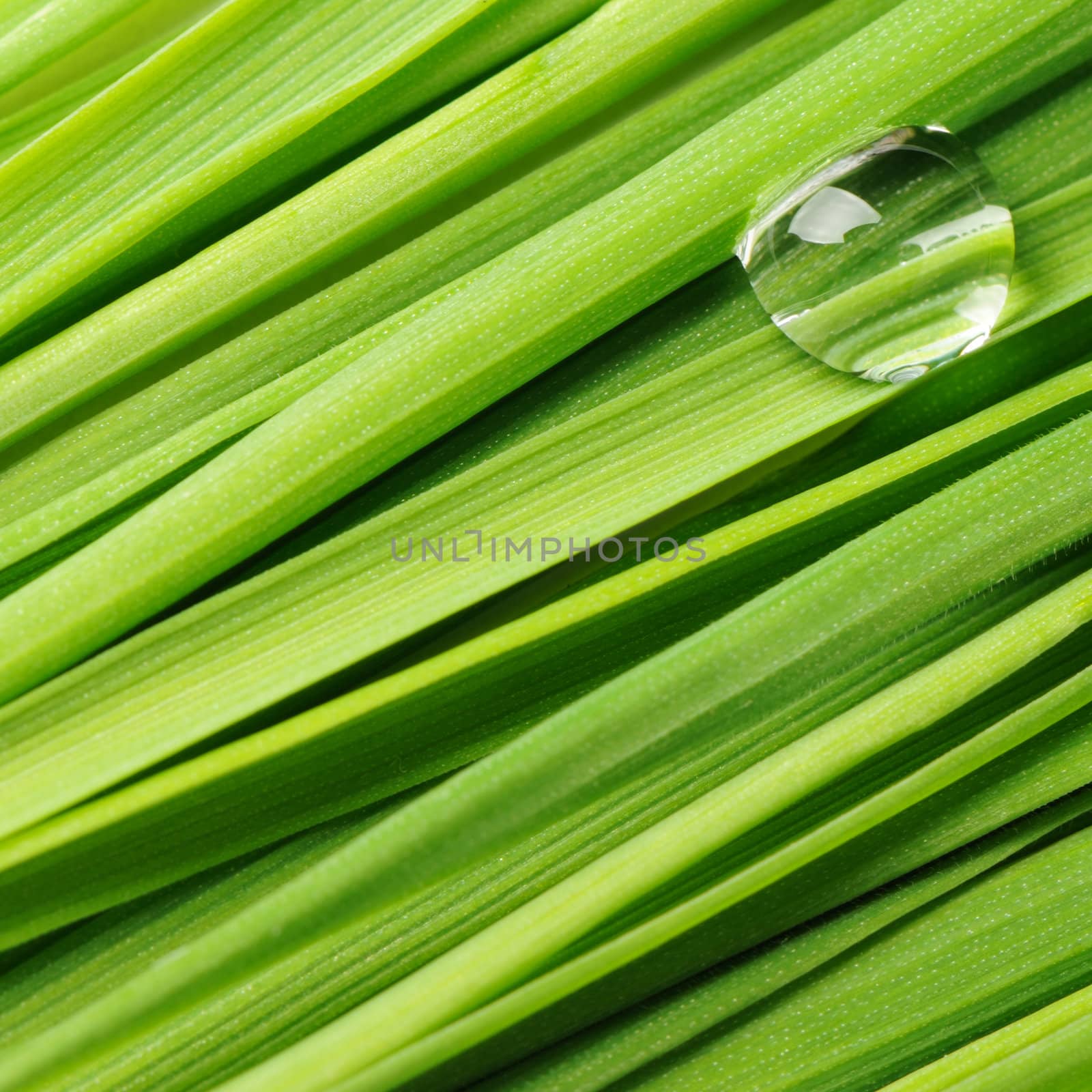 Drops on a grass. Fresh green vegetation with a drop of water close up