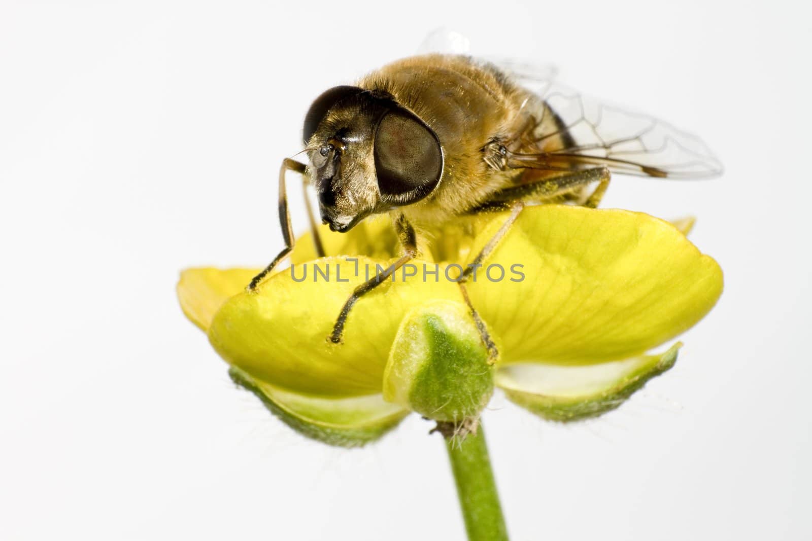 bee on yellow flower in extreme close up by gewoldi