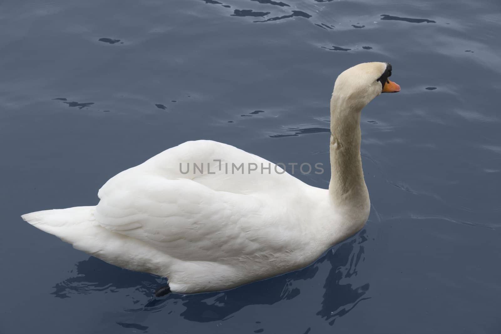swimming swan on water surface