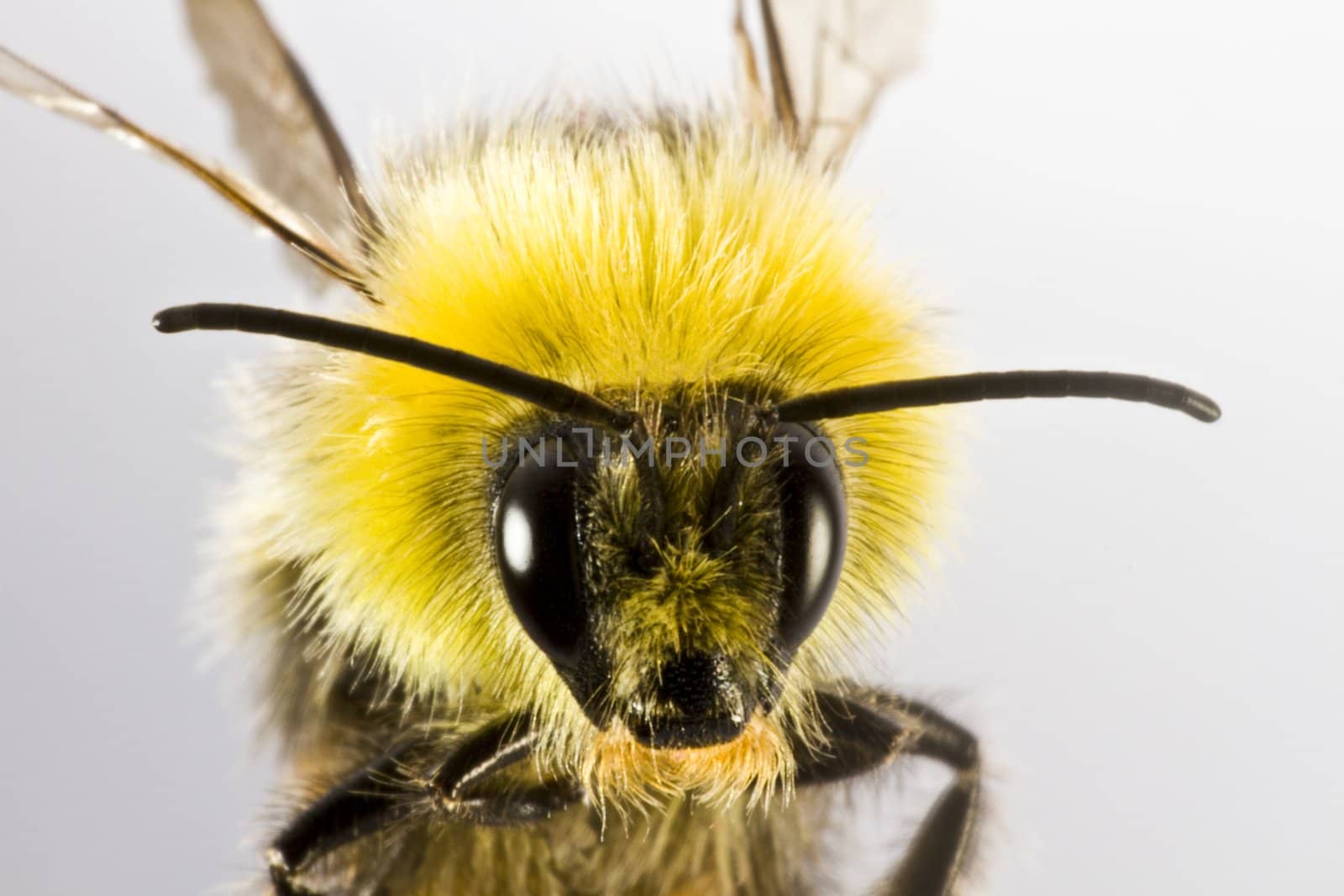 bumblebee in close up on light background