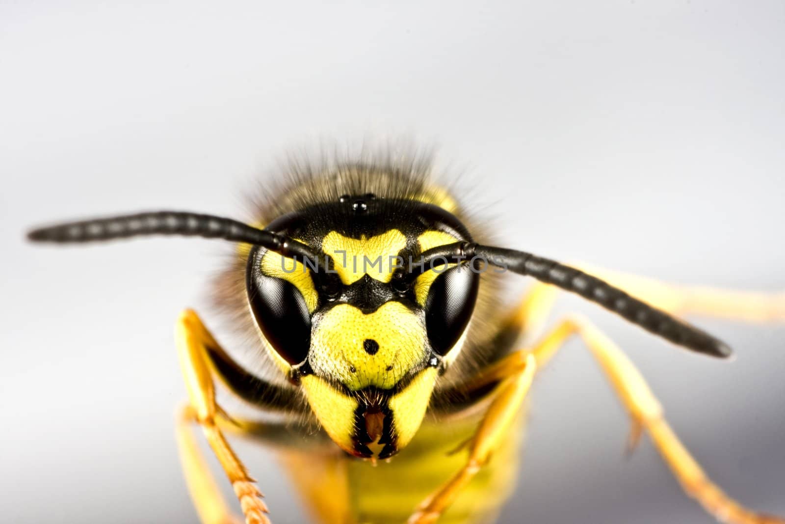 head of wasp in extreme close up with grey background