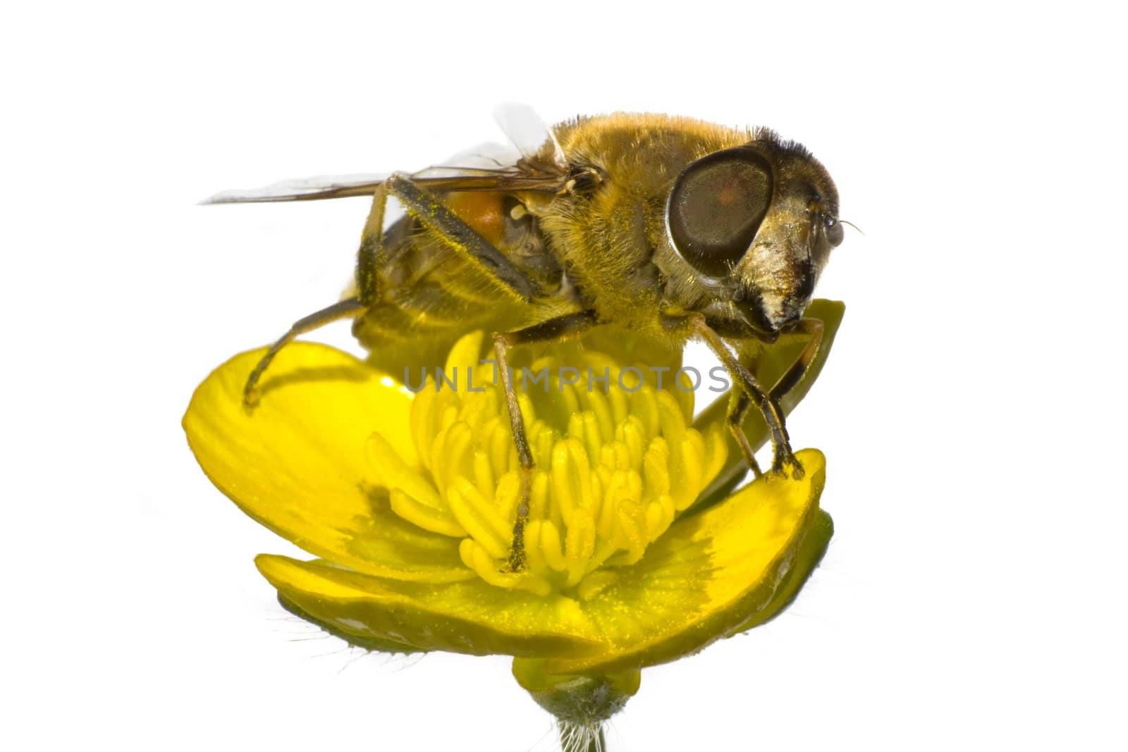 bee on yellow flower in extreme close up by gewoldi