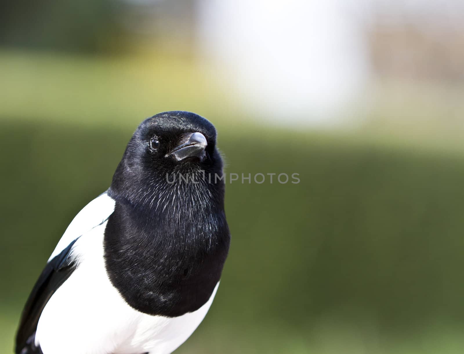 picture of magpie (bird, corvid) taken in south germany