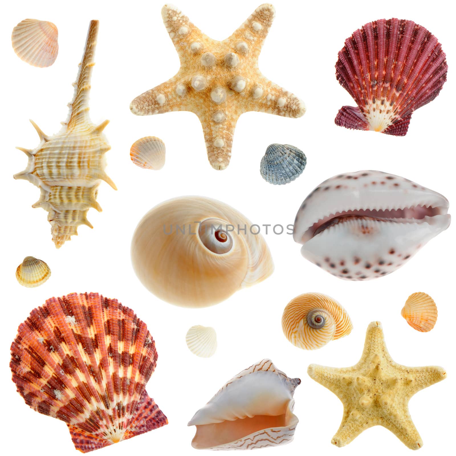 Set of sea cockleshells by galdzer