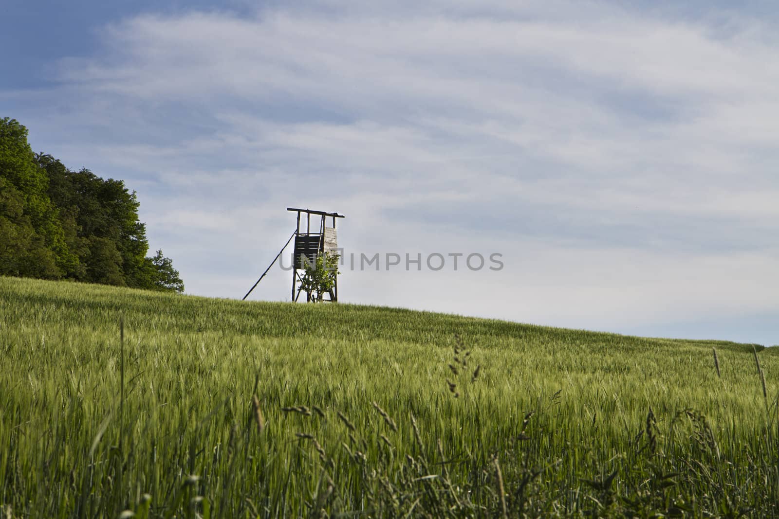 rural scene in south germany with trees and fields