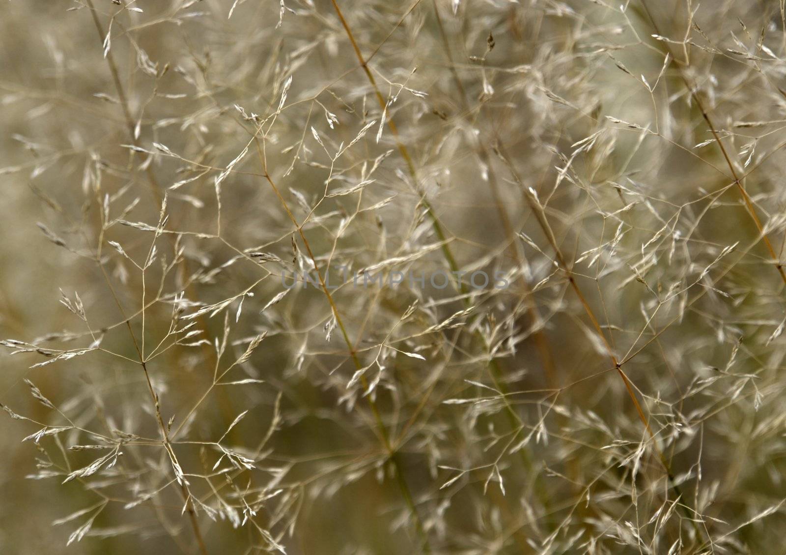 sere filigree grass detail by gewoldi
