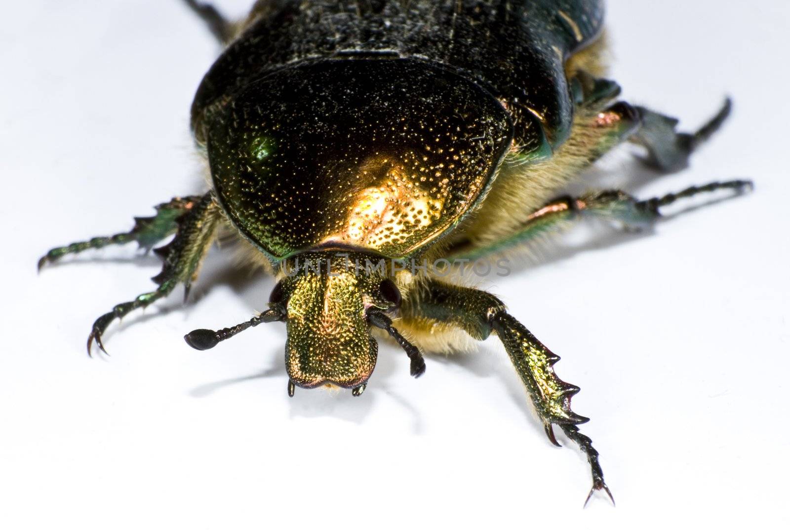 bug in close up by gewoldi