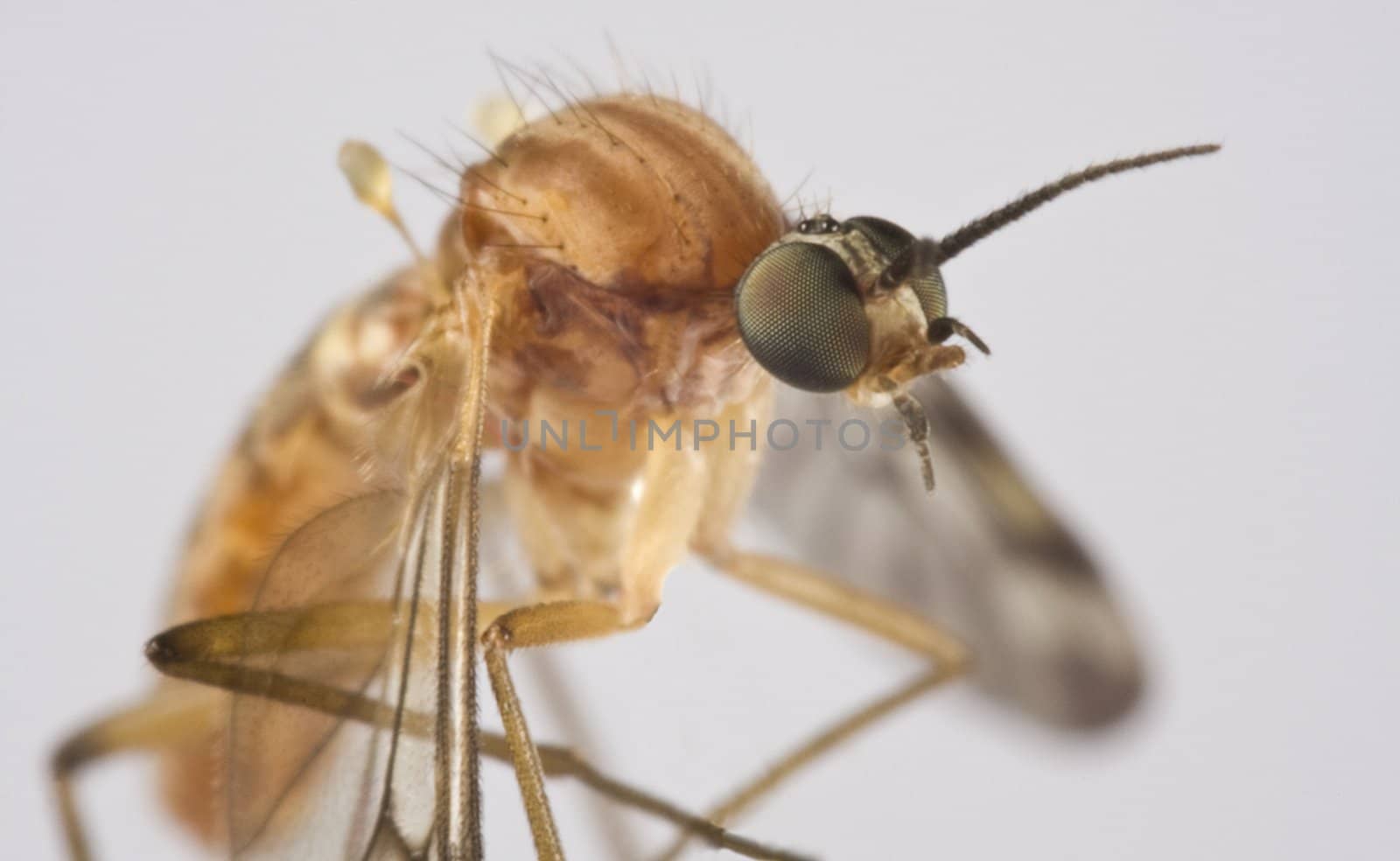 Sucking insect in close up with grey background