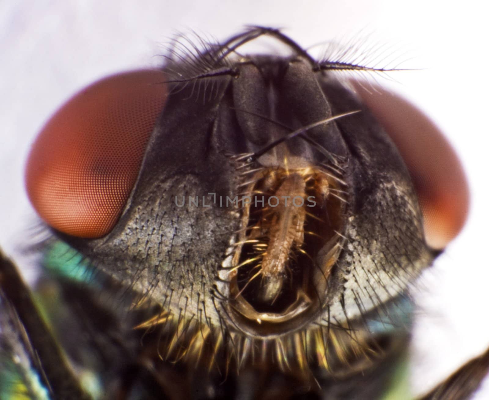 Close up of a horse fly