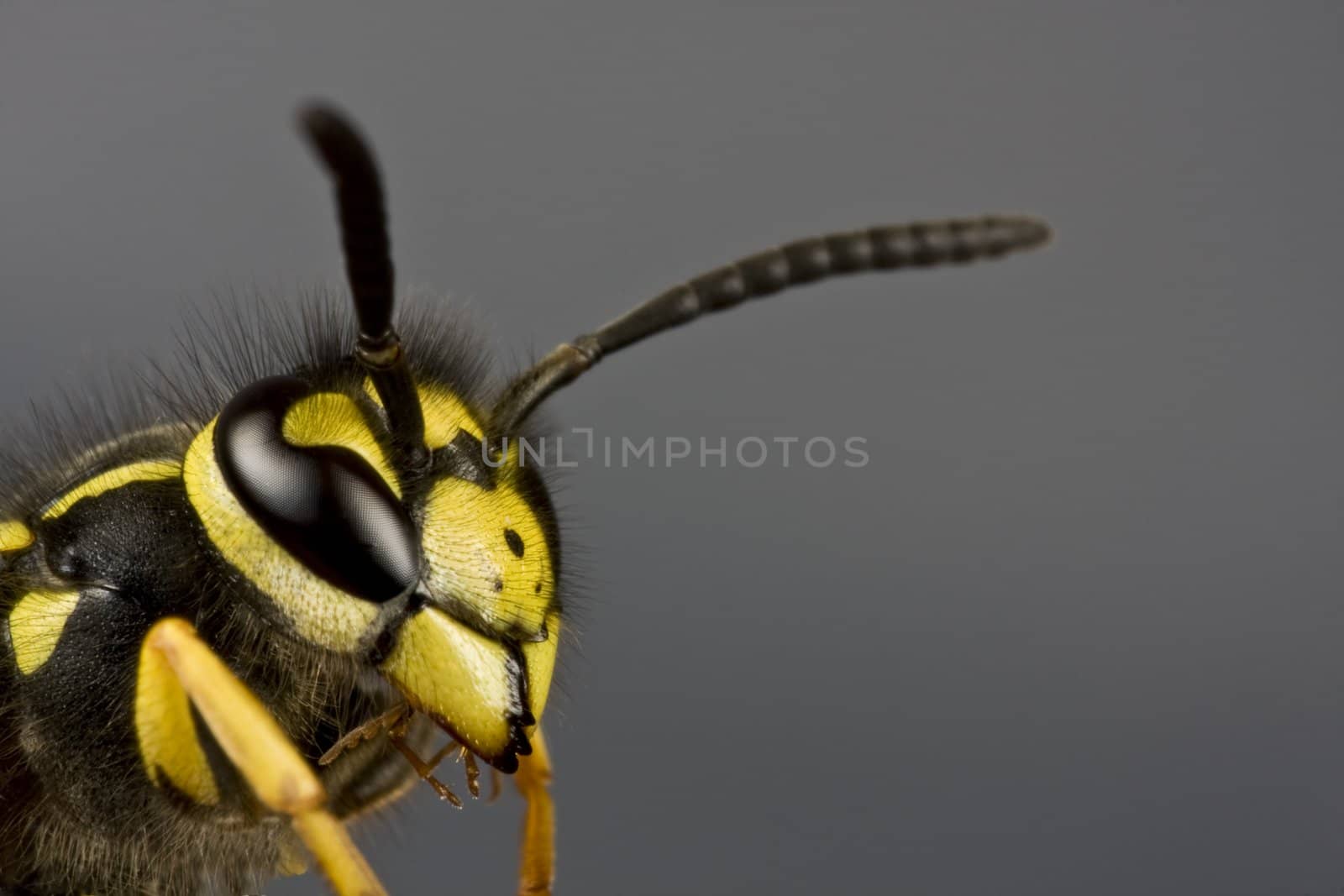 head of wasp in extreme close up with neutral background. Copyspace under and over antenna.
