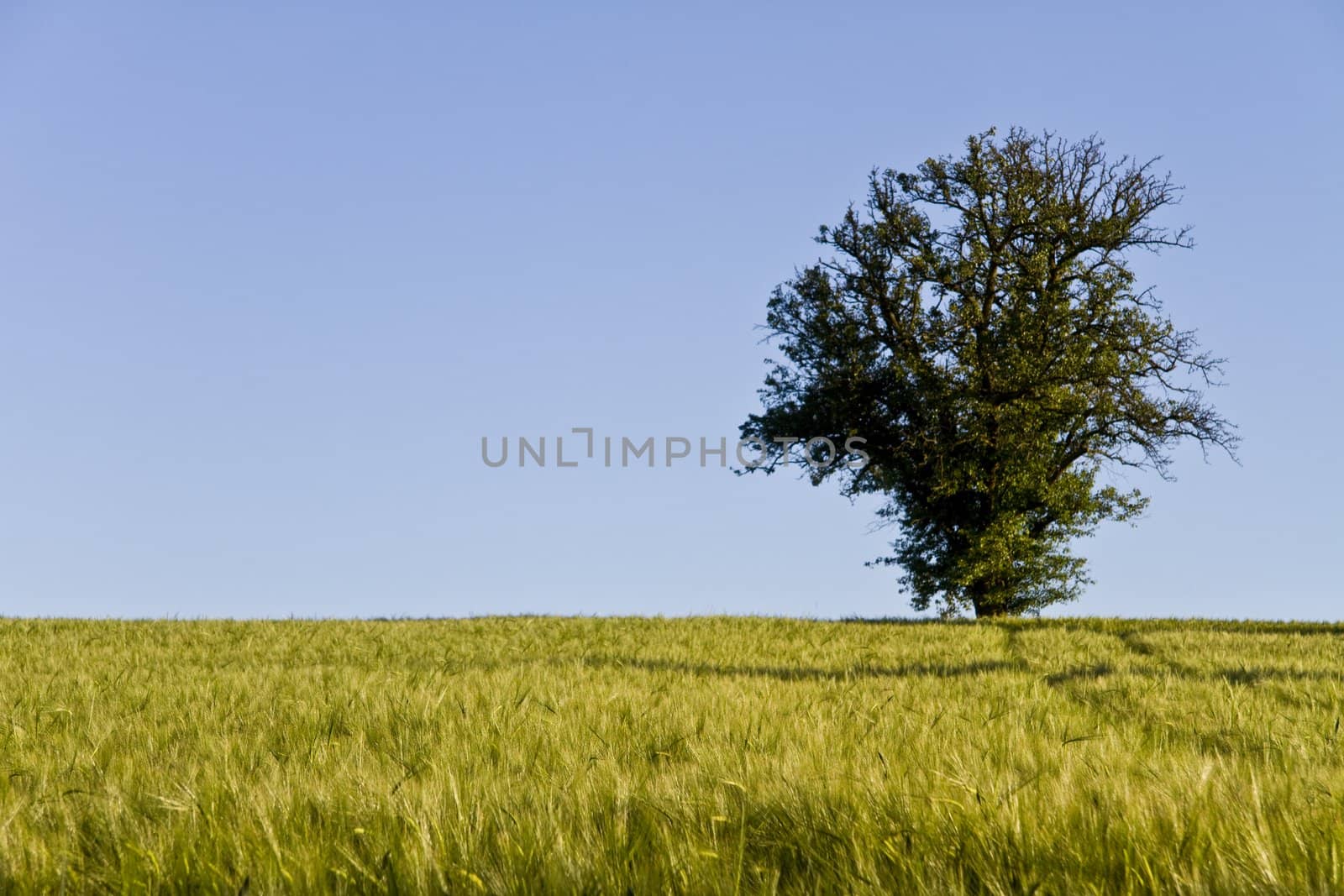 tree, blue sky and grainfield