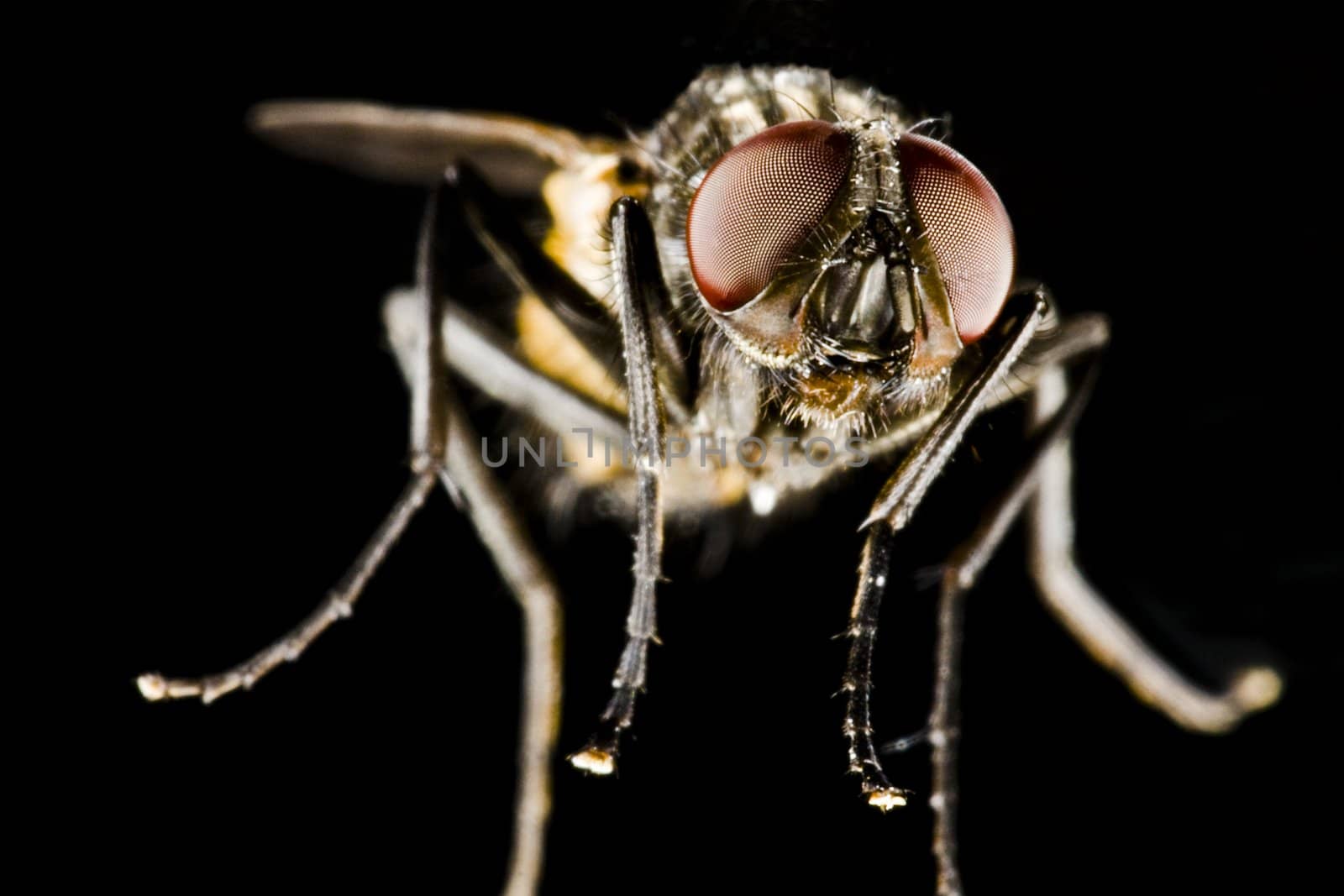 Hose fly with black background with head in focus