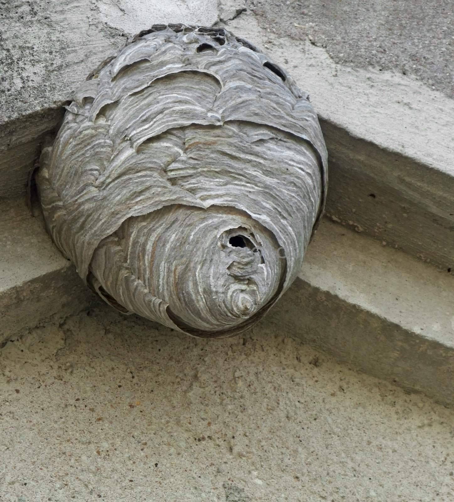 hornets nest under a roof overhang by gewoldi