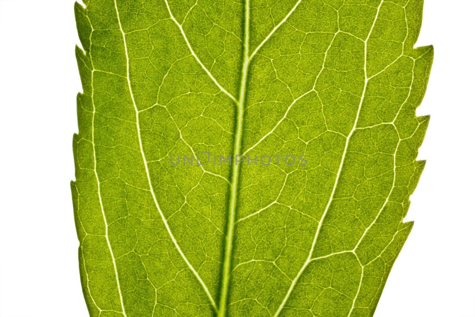 part of green leaf in close up. nice for use in background