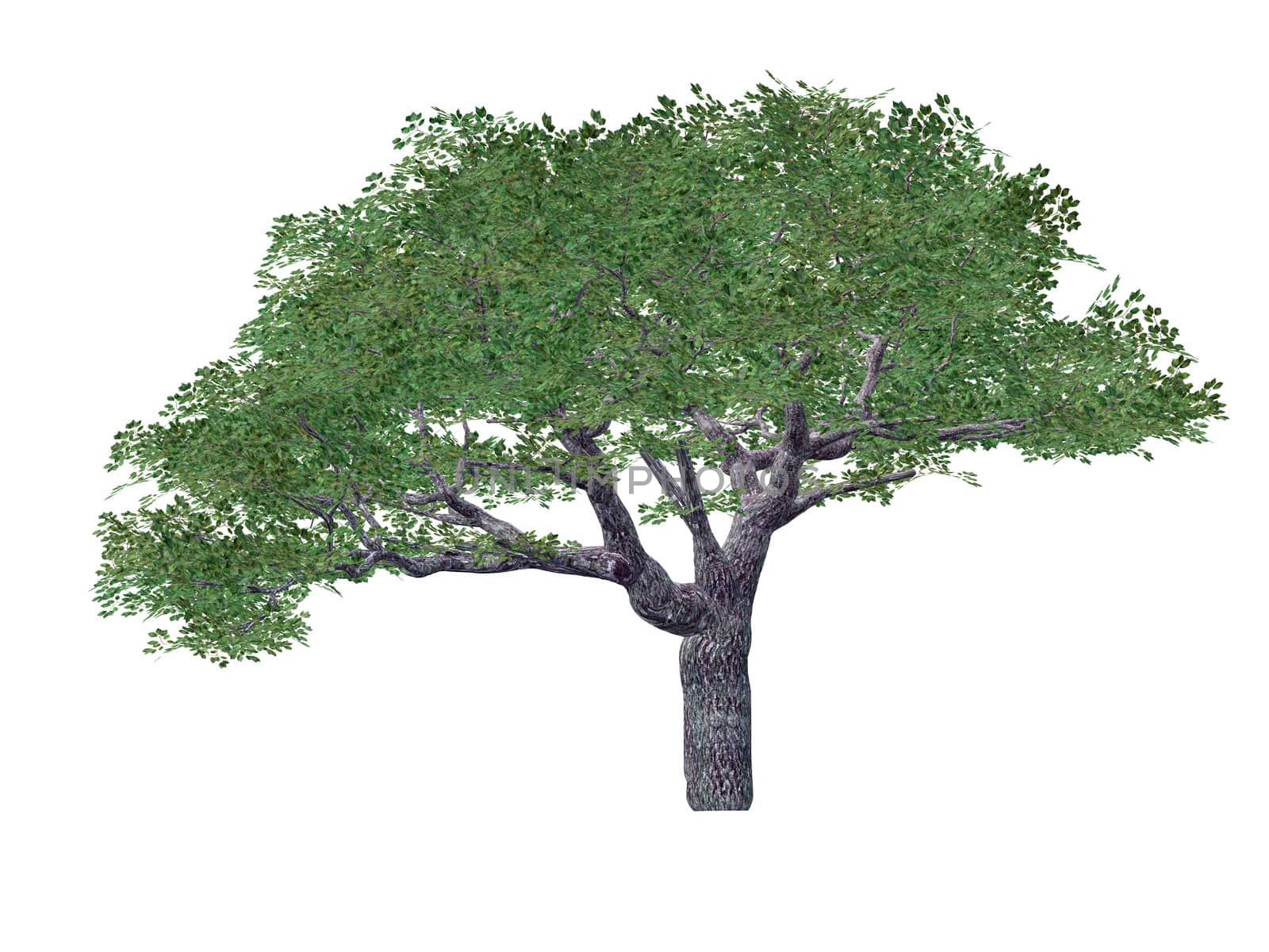 treewith green leaf. The tree is isolated on a white background 