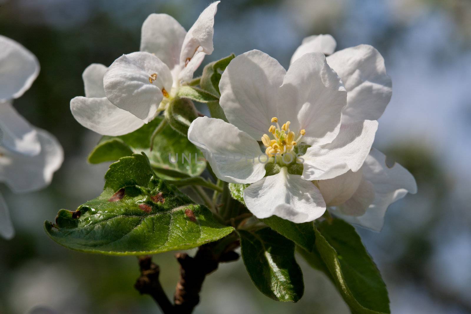 nature series: apple flower in spring season