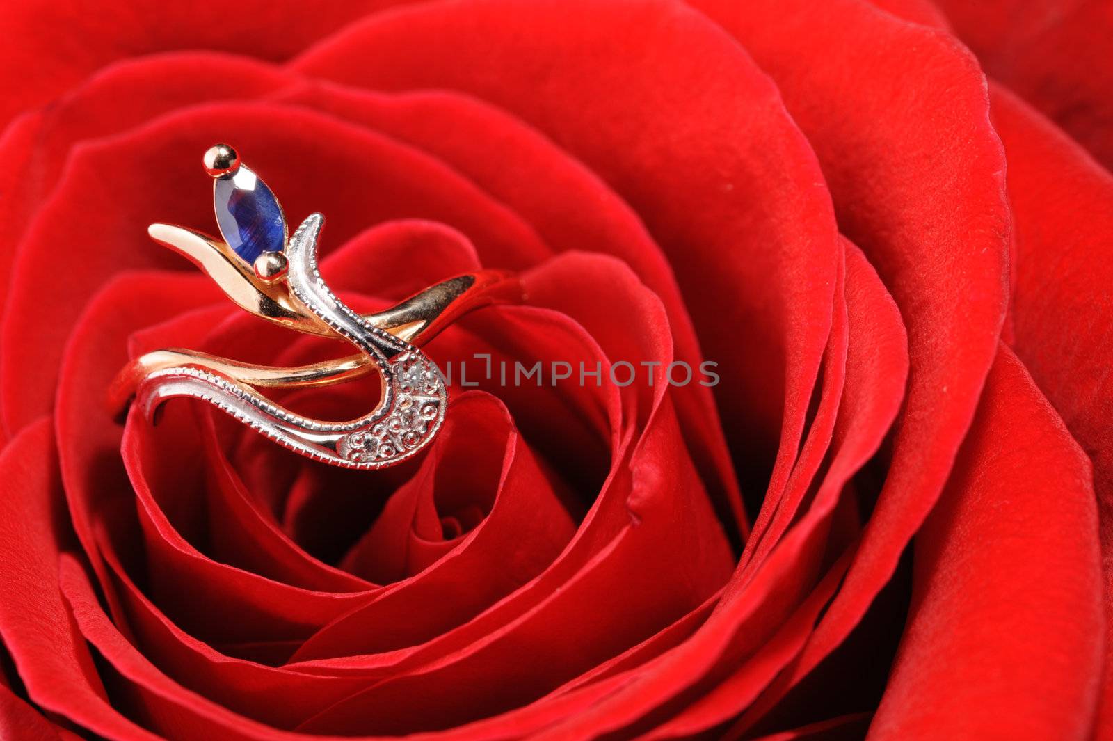 Ring in a white rose. A jewelry on a blossoming bud of a flower