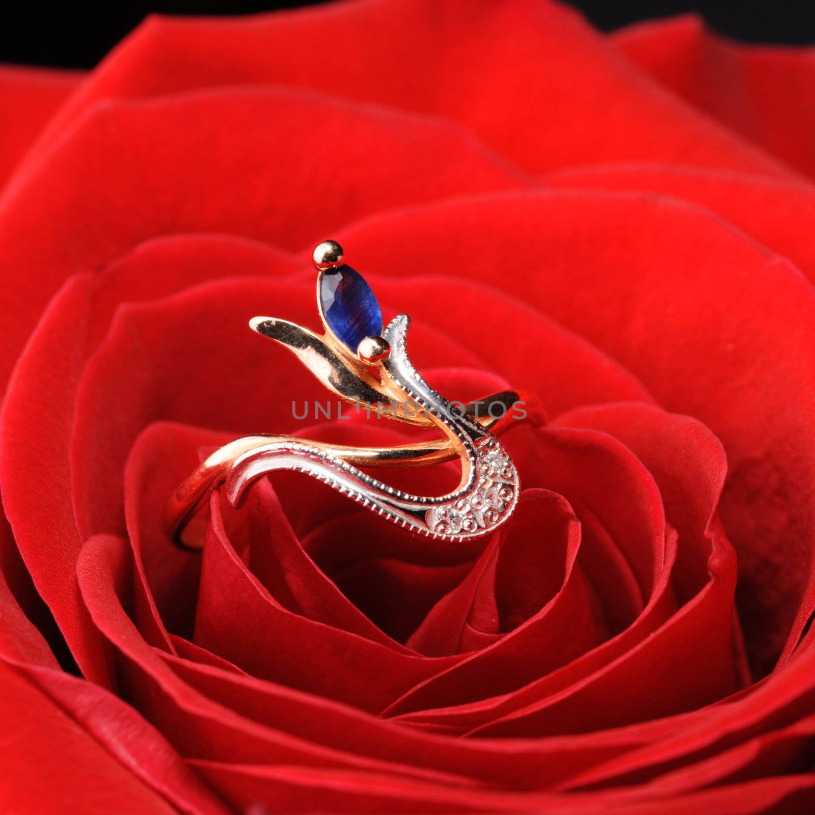 Ring in a red rose. A jewelry on a blossoming bud of a flower