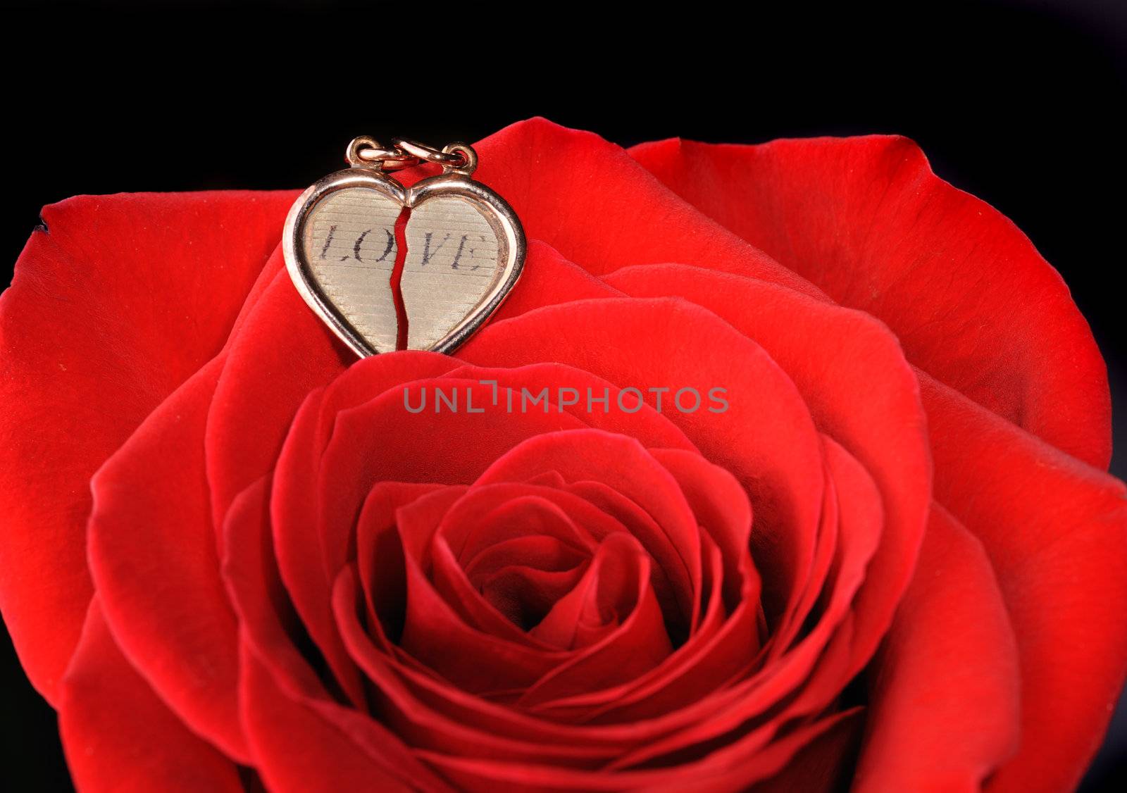 Ring in a red rose. A jewelry on a blossoming bud of a flower