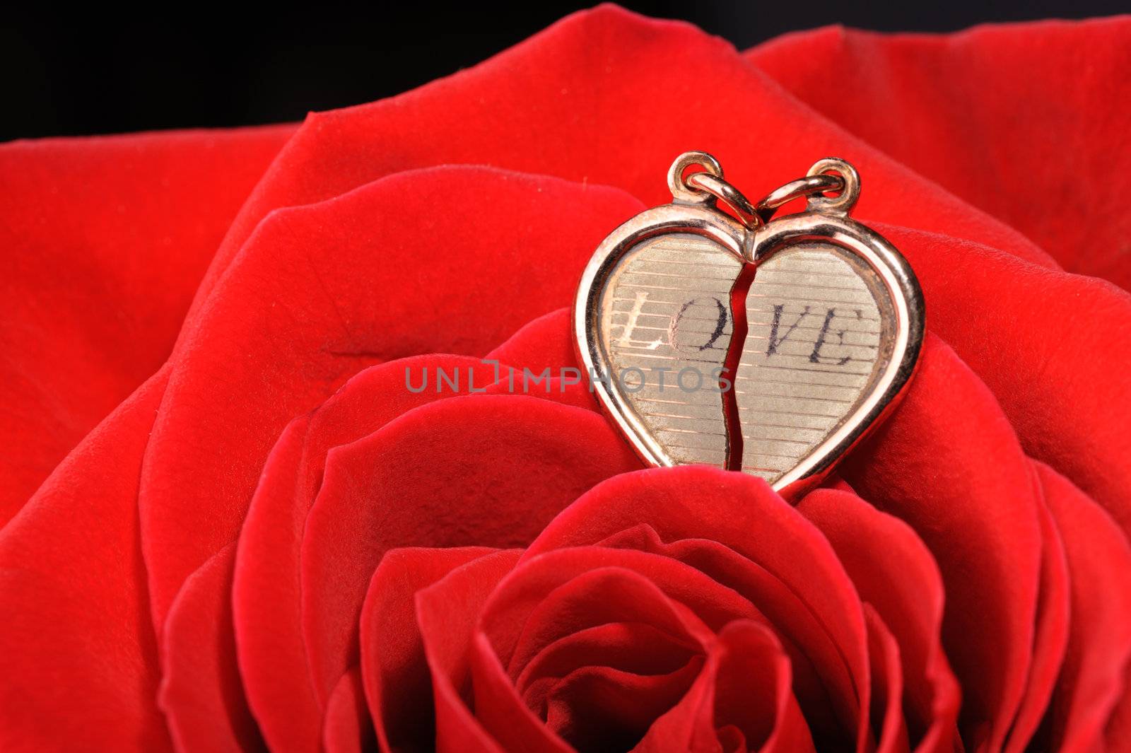 Ring in a red rose. A jewelry on a blossoming bud of a flower
