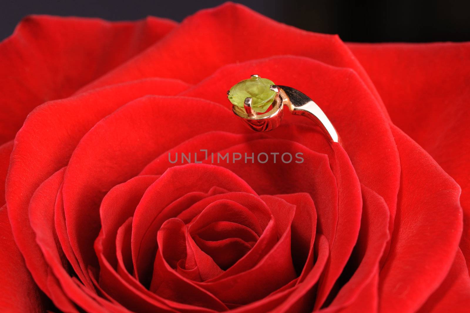 Ring in a red rose. A jewelry on a blossoming bud of a flower