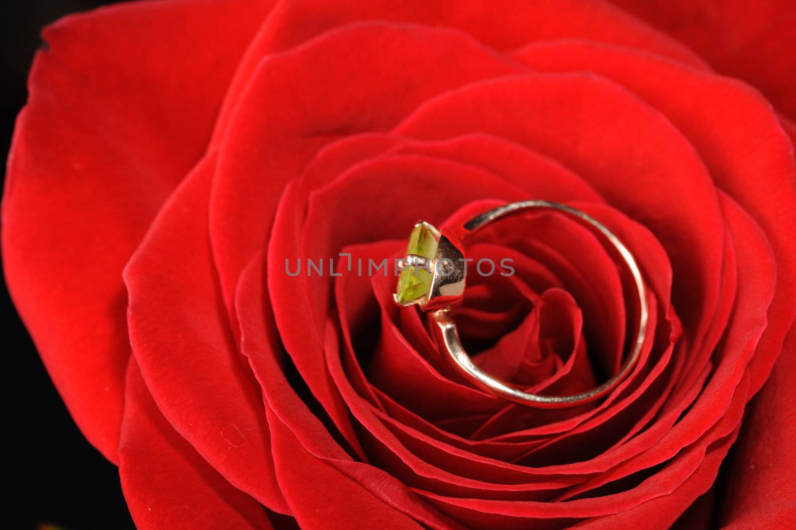 Ring in a red rose. A jewelry on a blossoming bud of a flower