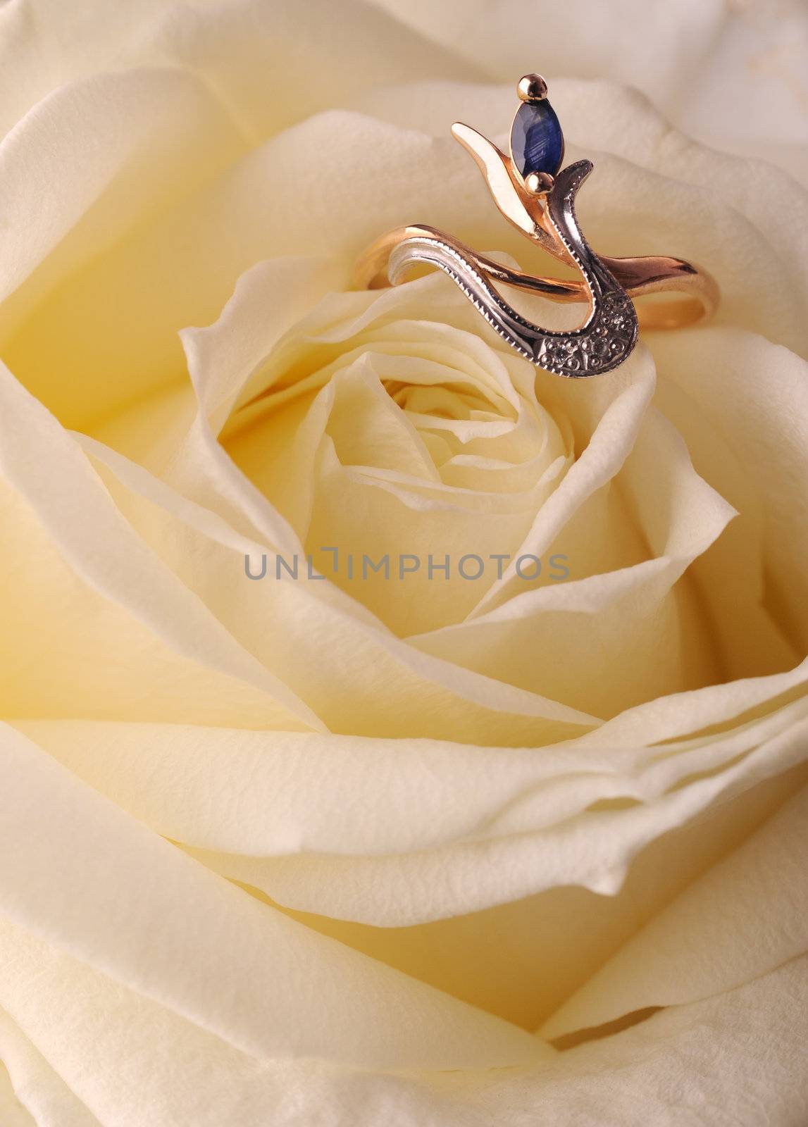 Ring in a white rose. A jewelry on a blossoming bud of a flower