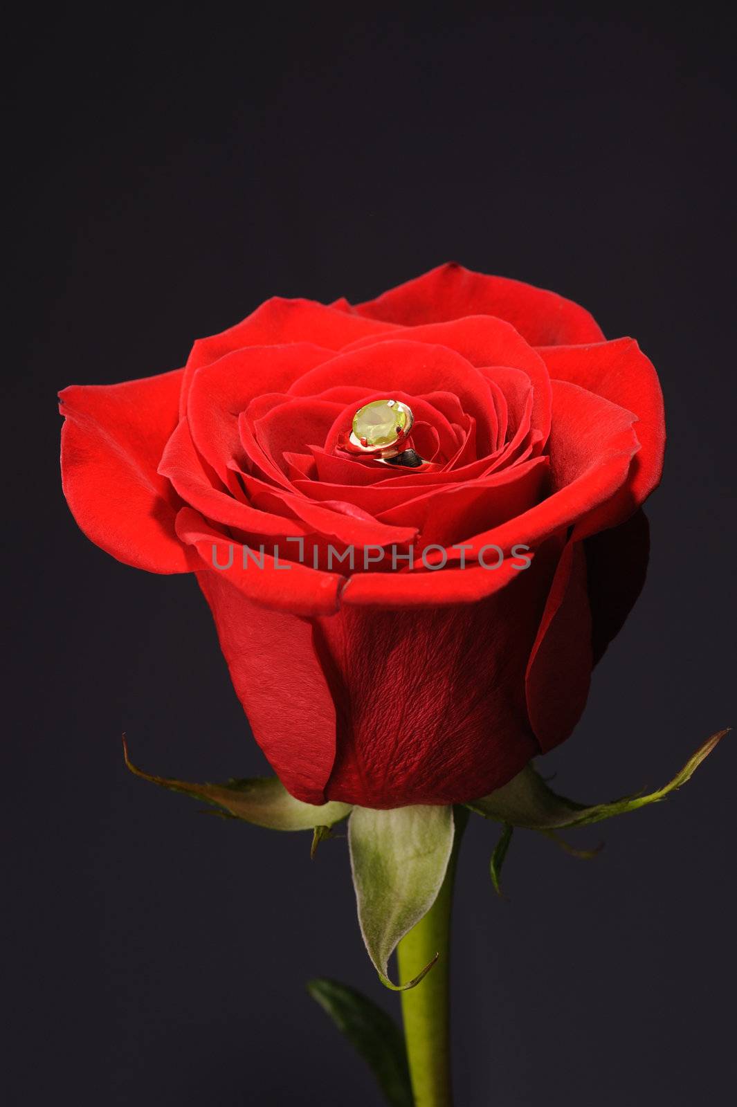 Ring in a red rose. A jewelry on a blossoming bud of a flower