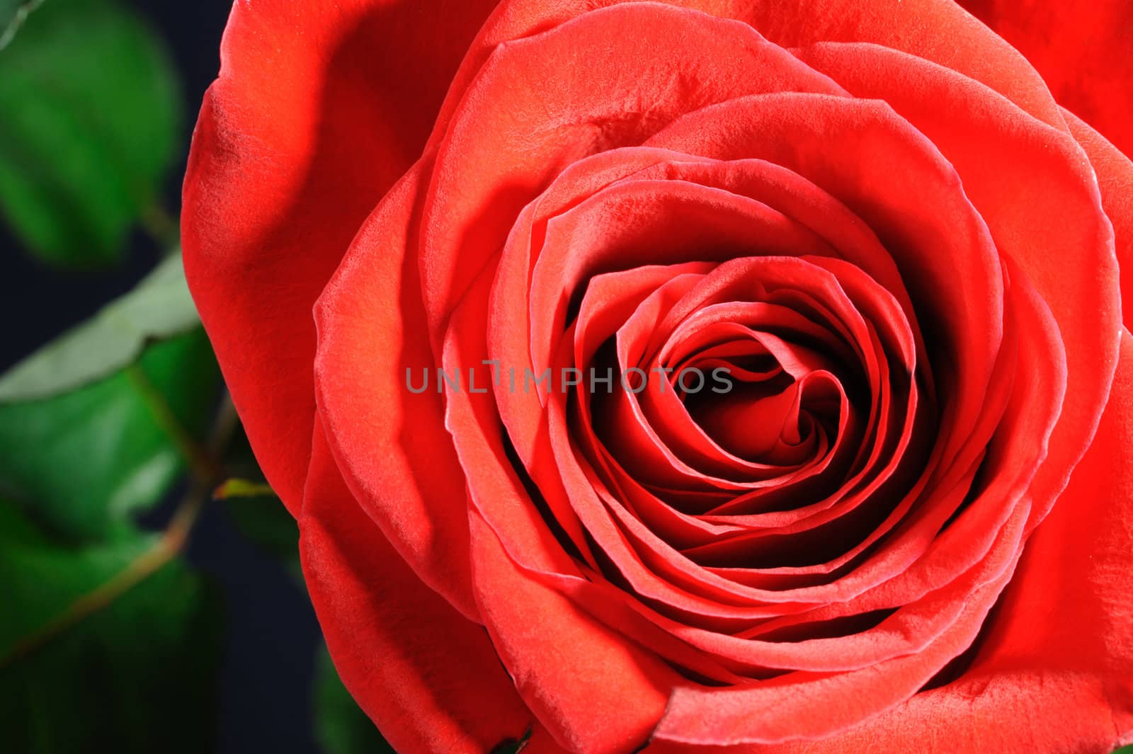 Rose closeup. A blossoming flower with the detailed structure