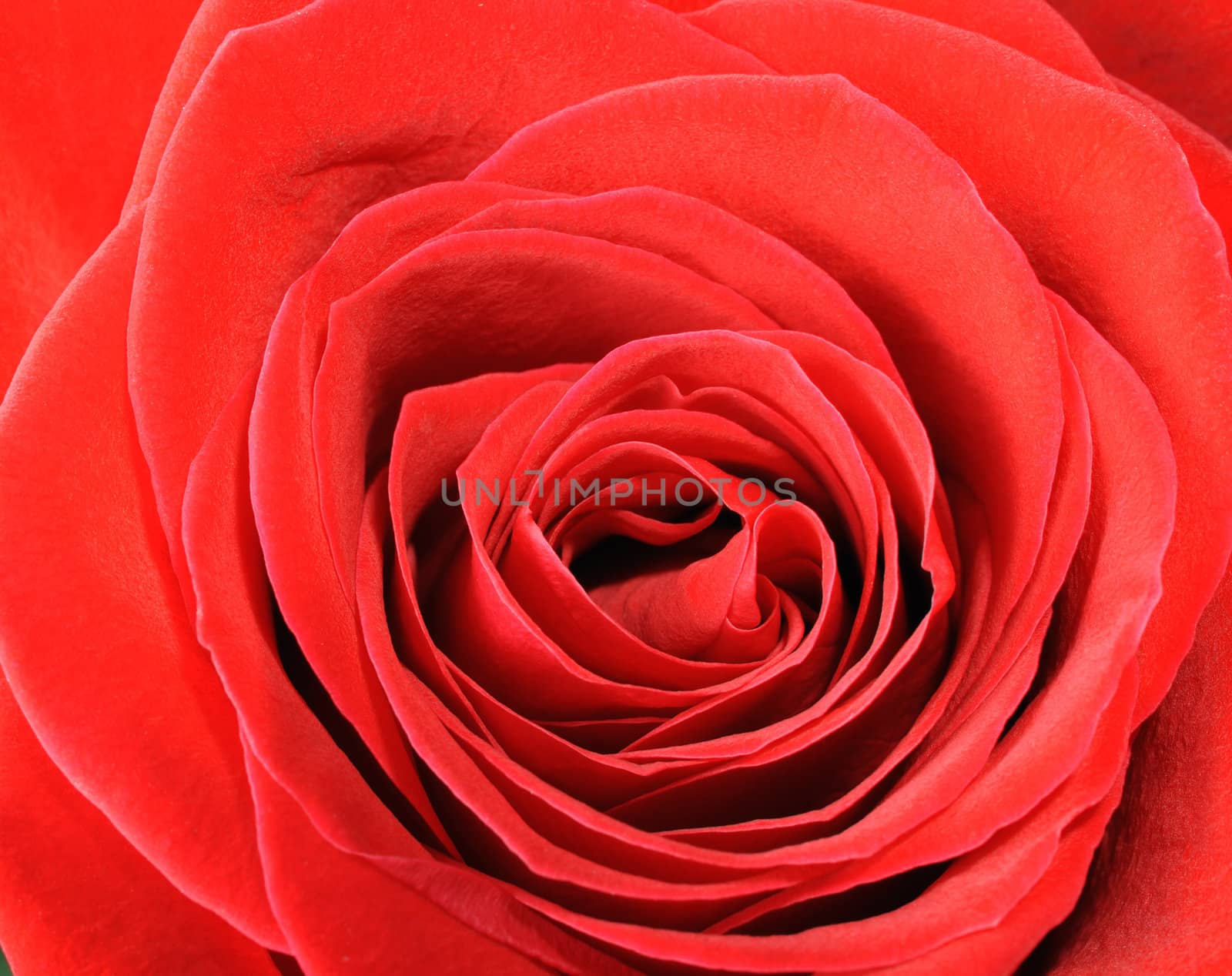 Rose closeup. A blossoming flower with the detailed structure