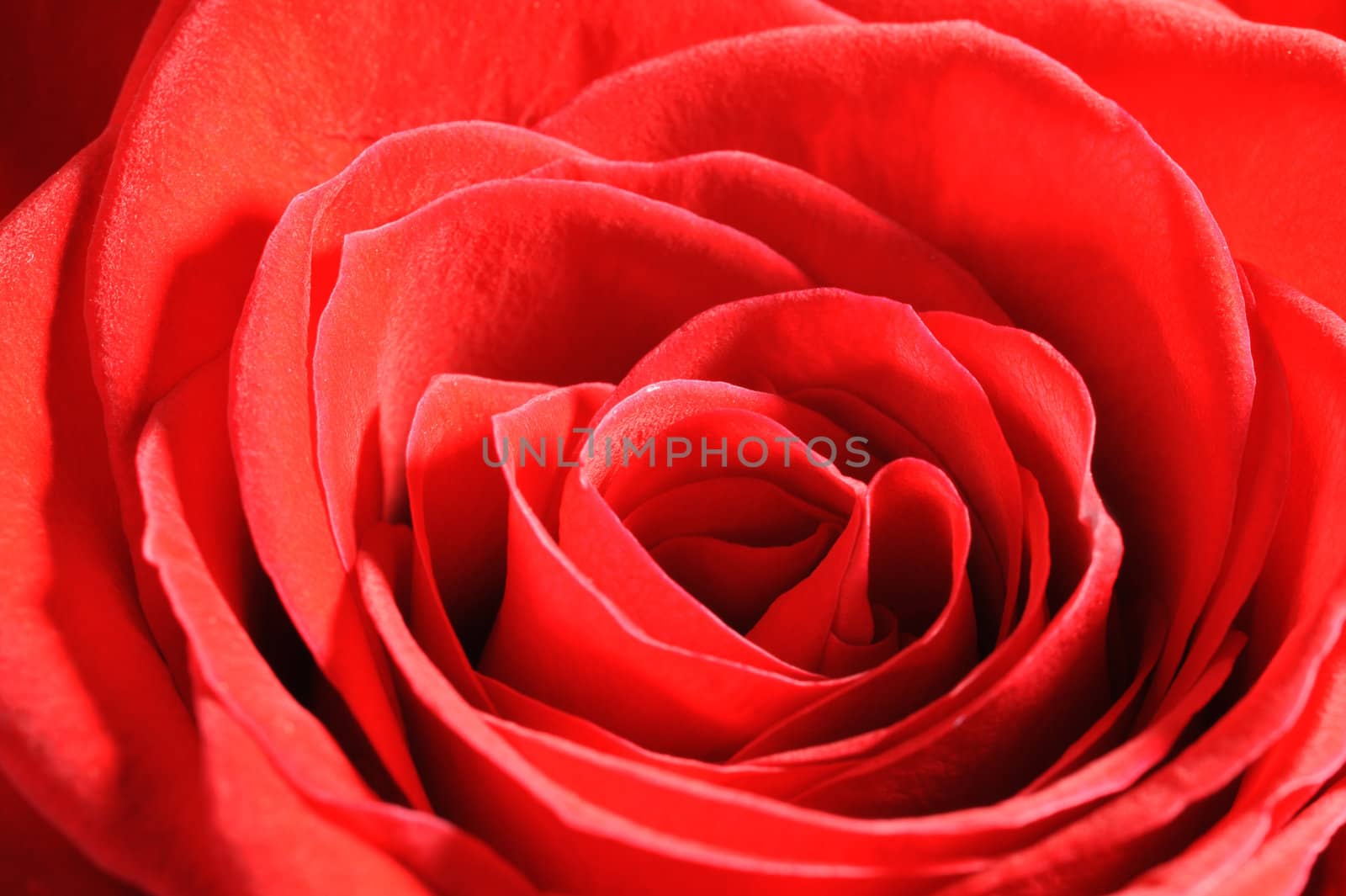 Rose closeup. A blossoming flower with the detailed structure