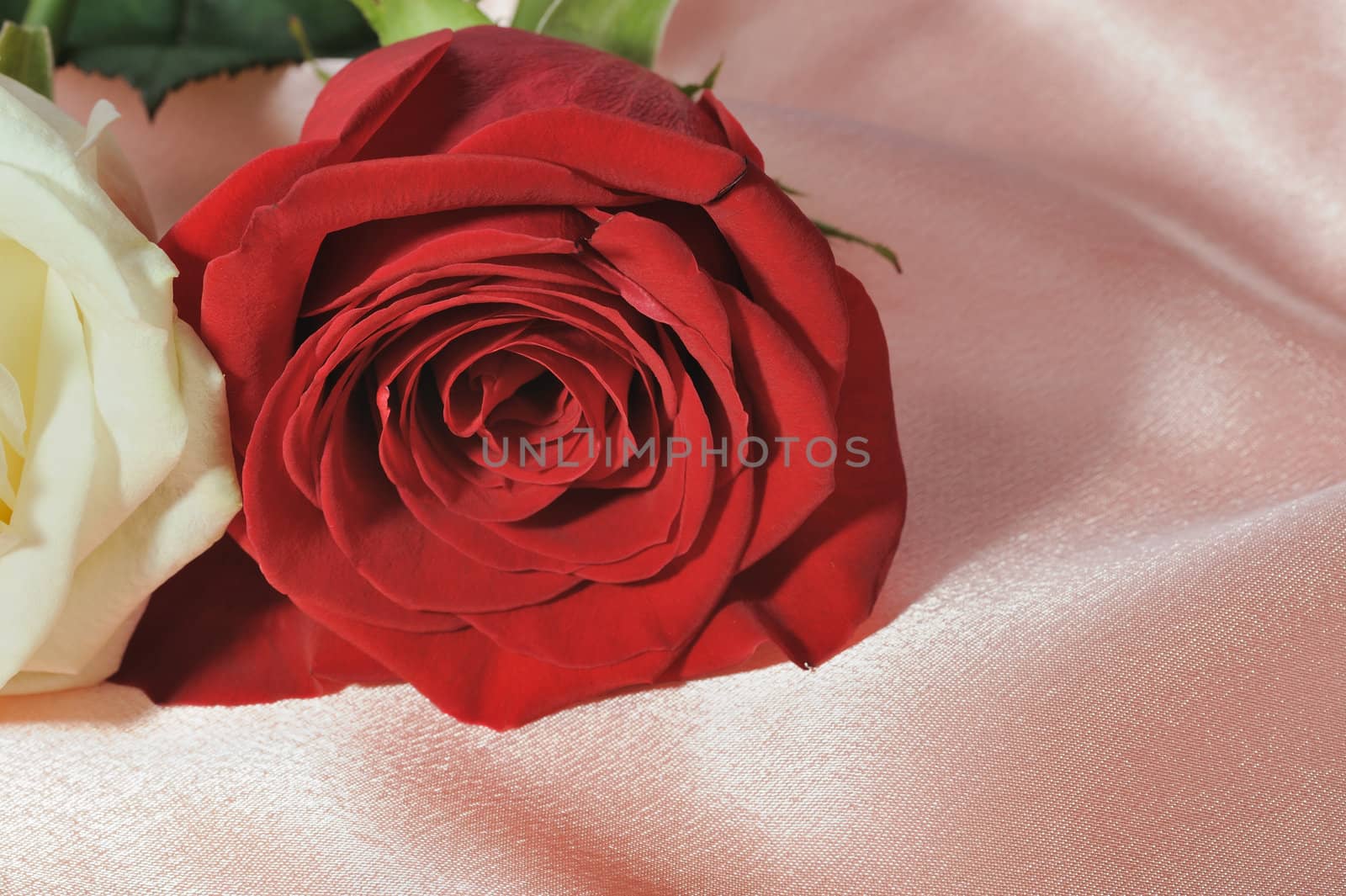 Rose on satin. A flower laying on effective material
