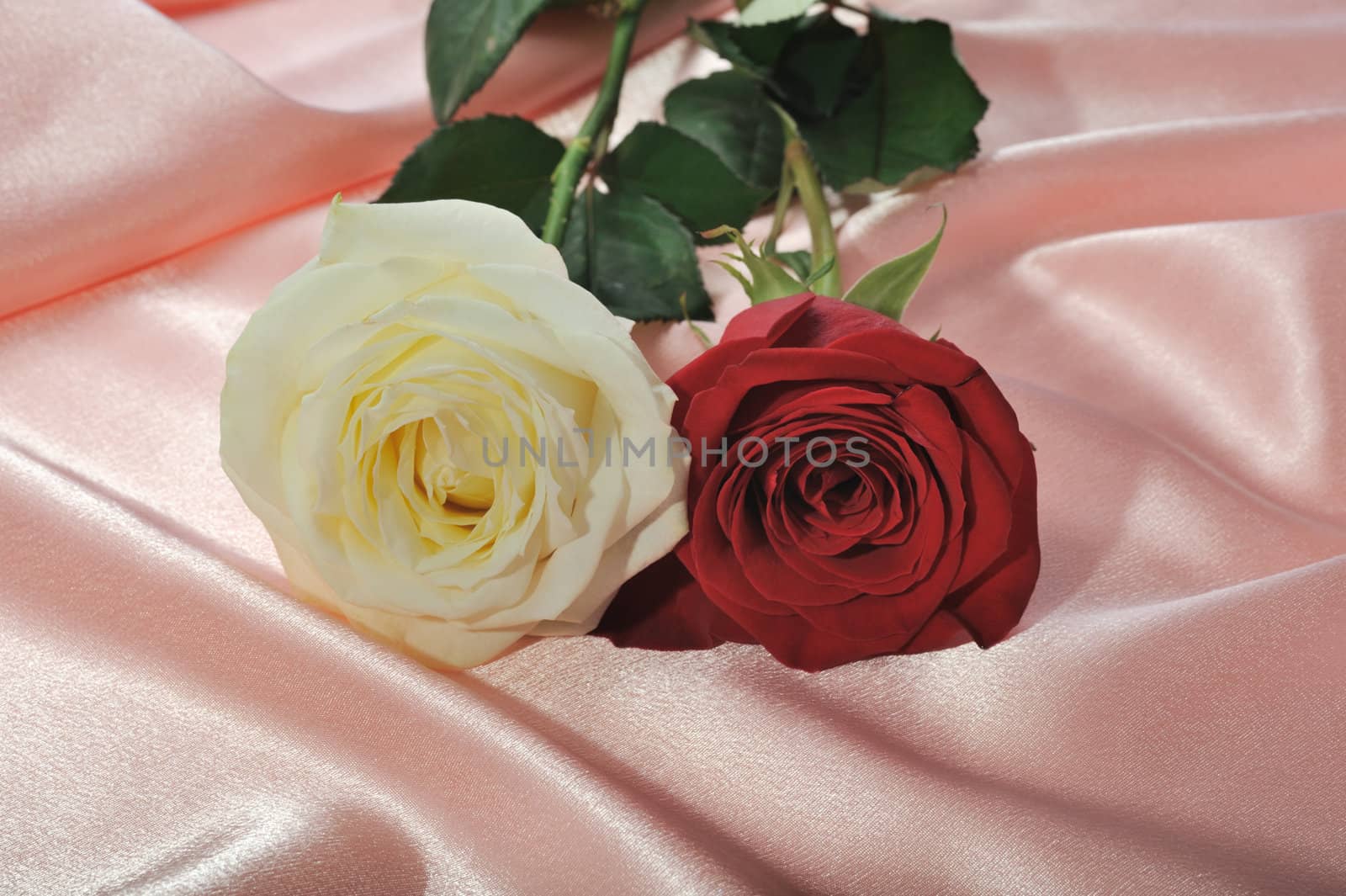 Rose on satin. A flower laying on effective material