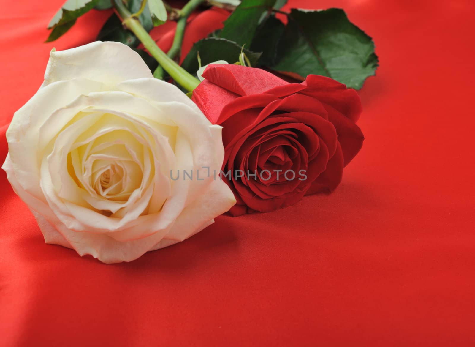 Rose on satin. A flower laying on effective material