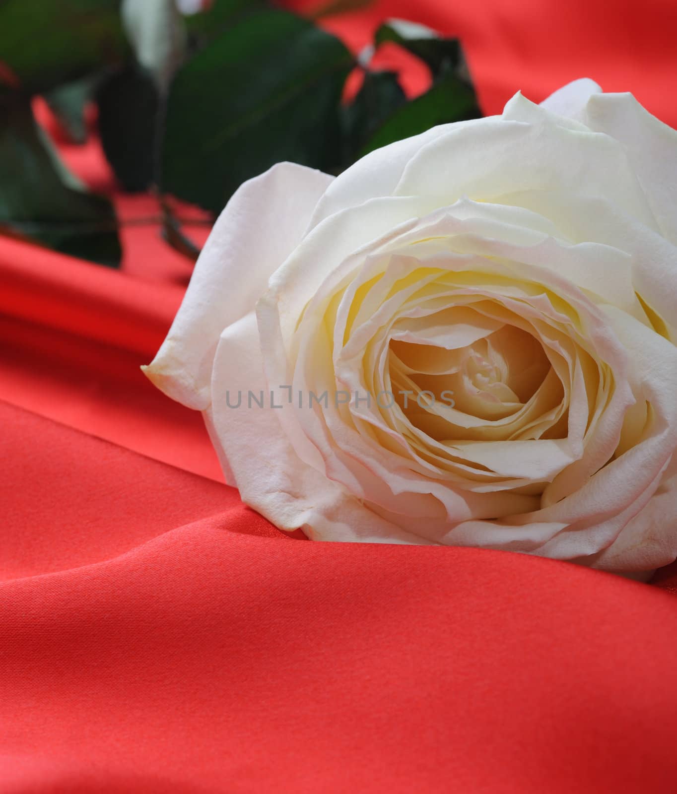 Rose on satin. A flower laying on effective material