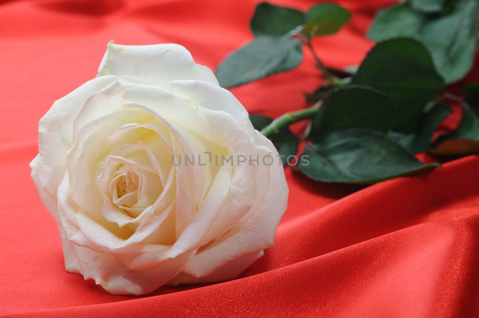 Rose on satin. A flower laying on effective material