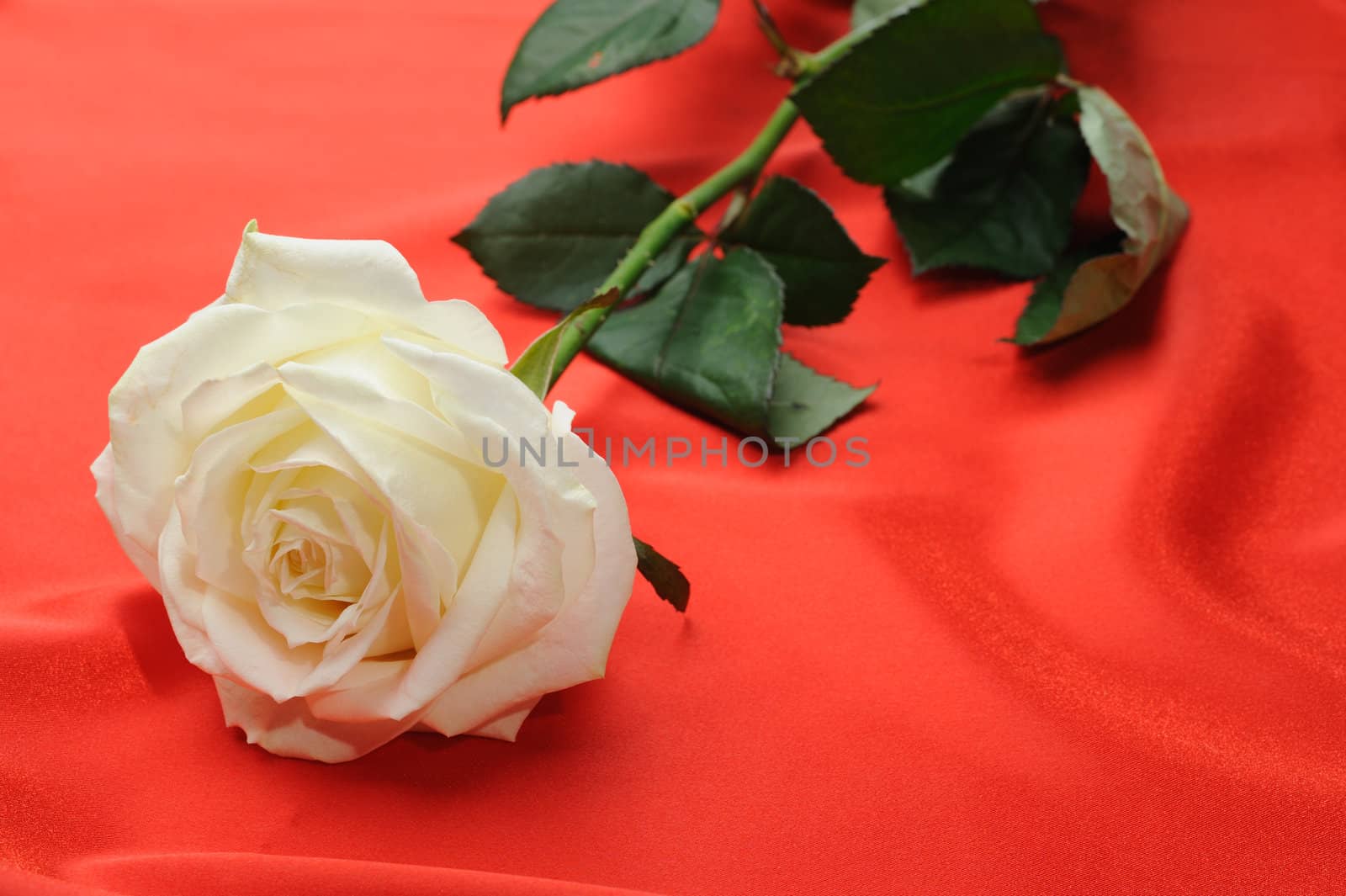 Rose on satin. A flower laying on effective material