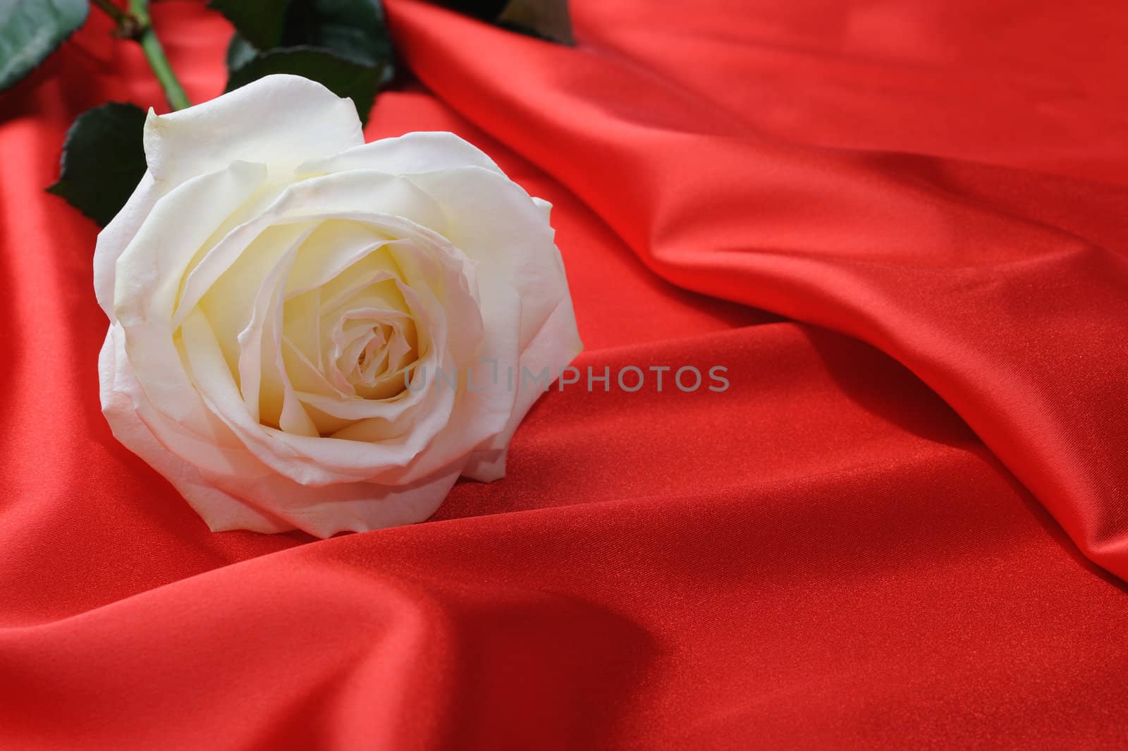 Rose on satin. A flower laying on effective material