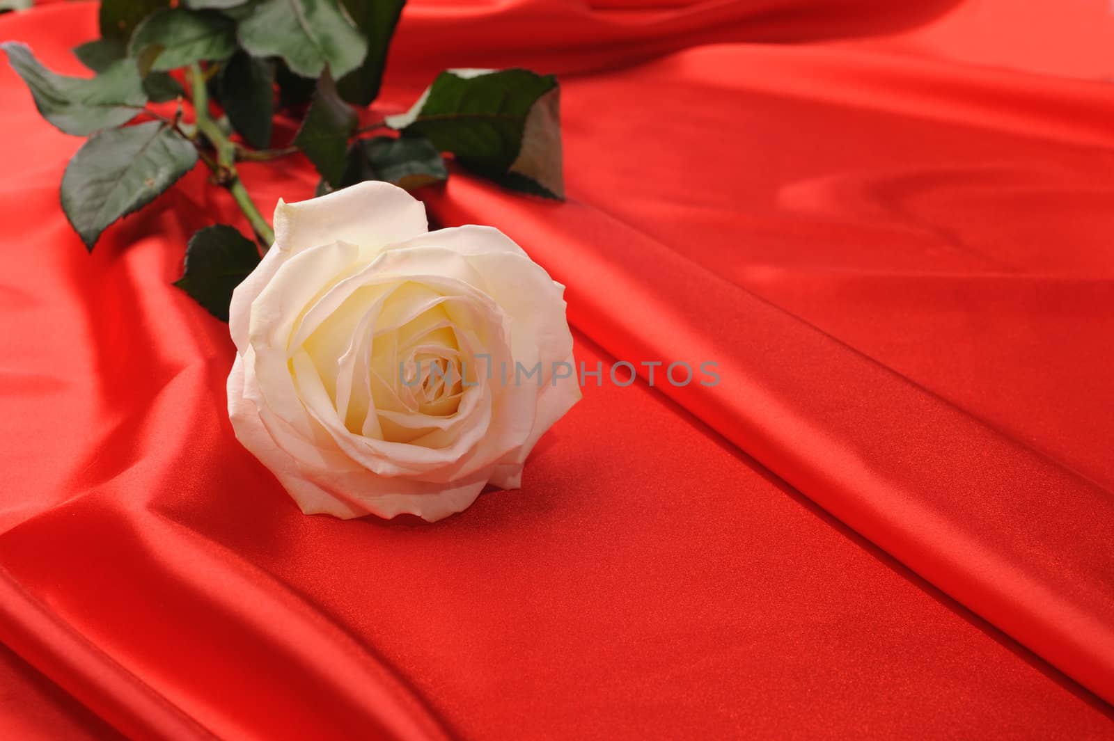 Rose on satin. A flower laying on effective material