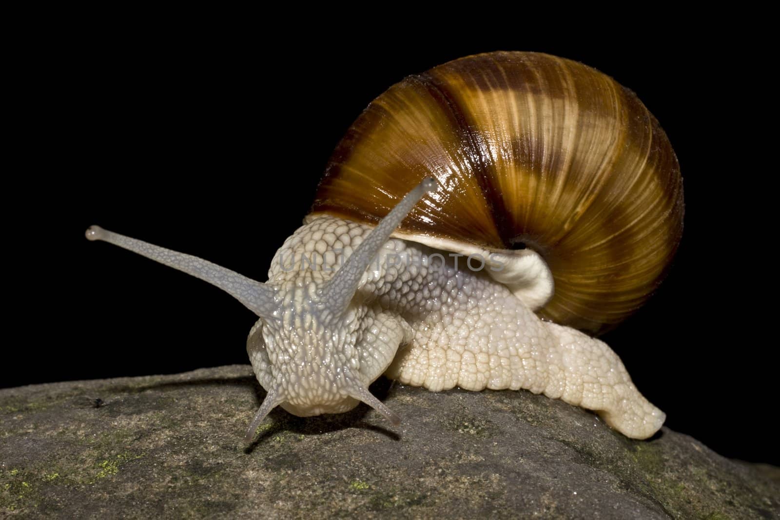 snail in black background by gewoldi