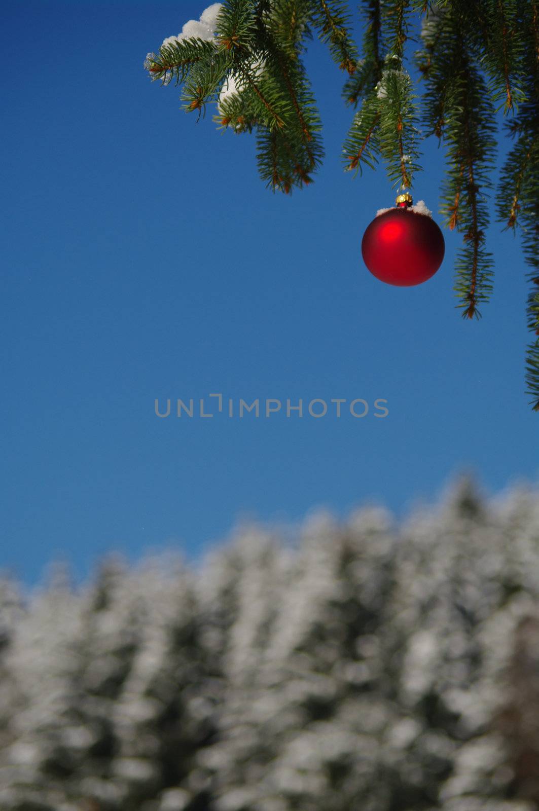 a red bauble in a winter landscape