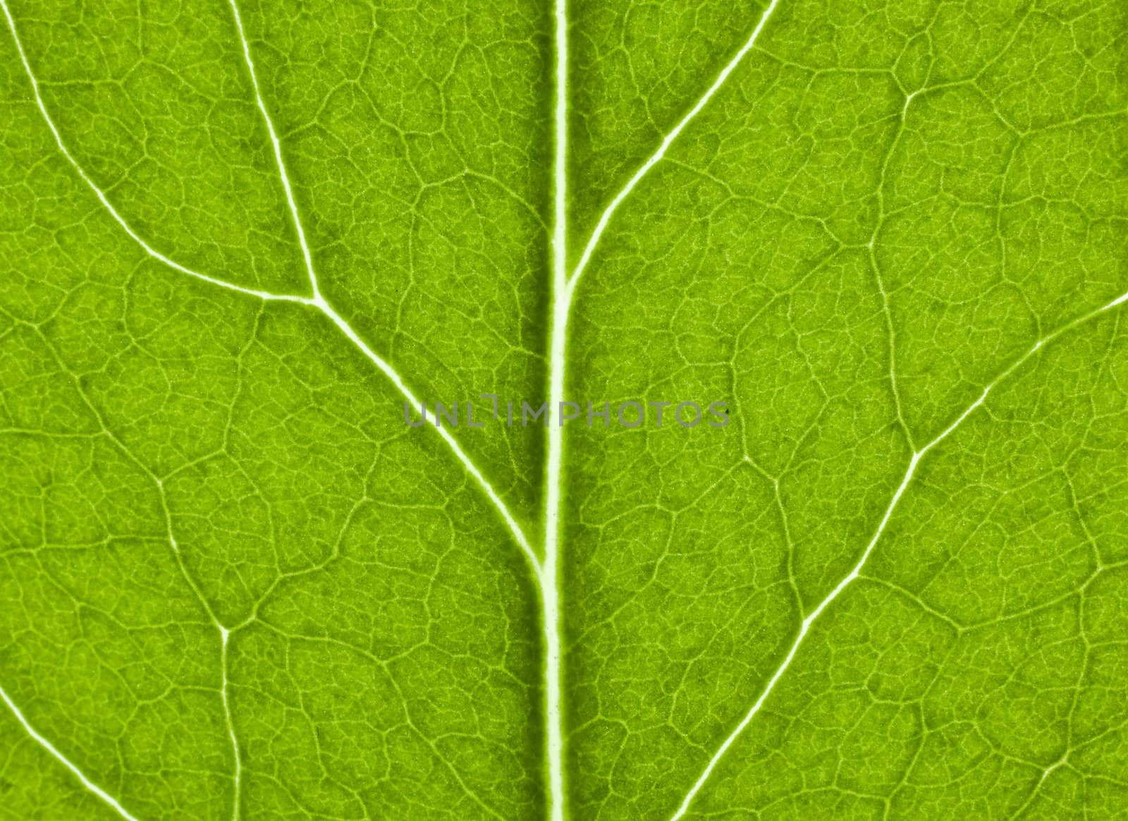 green leaf with structure in close up by gewoldi